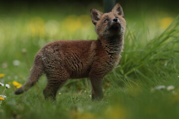 Fototapeta premium Red fox cub.