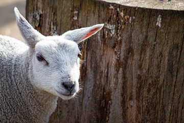 White Lamb Leans up Against a Fence Post in a Farm outside of Amsterdam, Netherlands