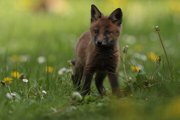 Red fox cub.