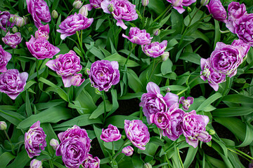 Lovely Purple Double Tulips Bloom in a Field outside of Amsterdam, Netherlands