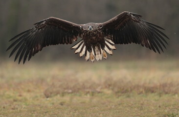 White tailed eagle.