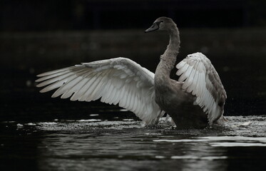 Mute swan.