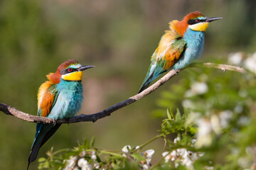 beautiful birds in the spring sitting on a branch