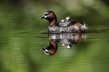 Little grebes 