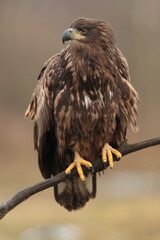 White tailed eagle.