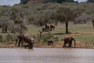 Family of African elephants approaching a lake