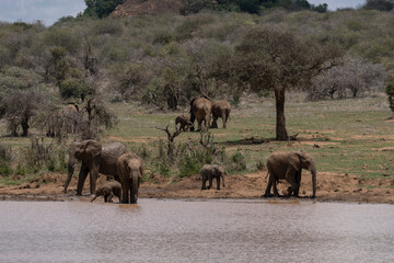 Obraz premium Family of African elephants approaching a lake