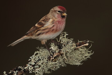 Redpoll.