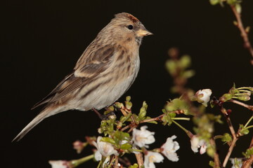 Redpoll.