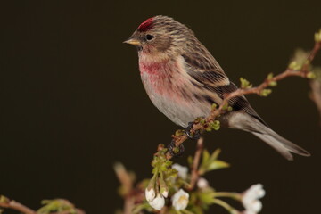 Redpoll.