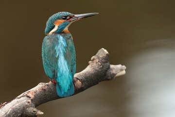kingfisher on branch