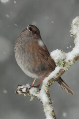 Dunnock