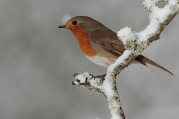 Robin.