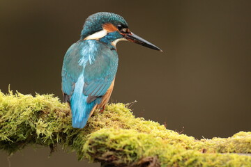 Kingfisher.