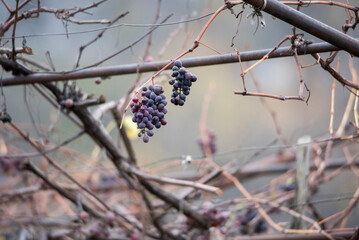 Bunches of black grapes on the vine 3