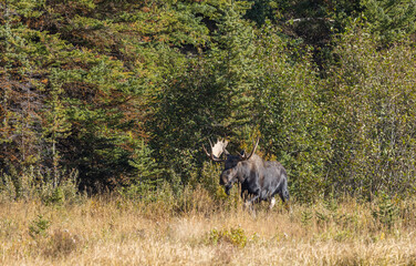Bull Shiras Moose in Wyoming in Autumn