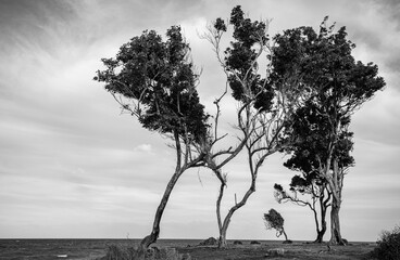 Lonely windy trees found at the northern coast of Guadeloupe