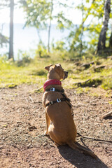 Dog with bandana sits at campsite
