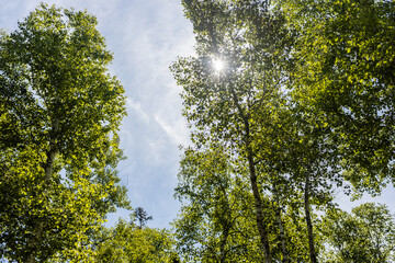 Green tree tops with blue sky