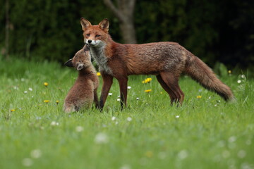 cub and vixen