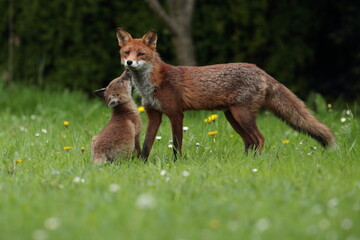 Cub and vixen