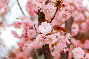 Sakura cherry blossoms blooming flowers in the garden park in early spring. Hanami celebration, Japanese festival. Background image
