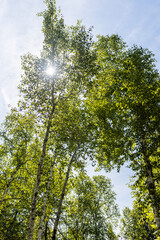 Green tree tops with blue sky