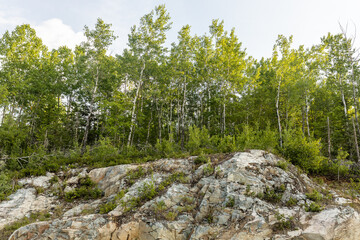 Fototapeta na wymiar Birch trees over rock formation