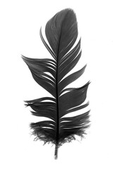 black goose feather on a white isolated background