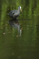 Grey heron