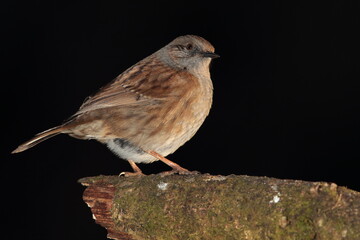 Dunnock bird.