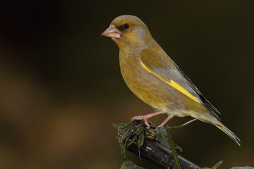 greenfinch