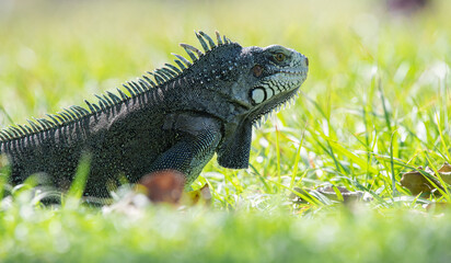wild iguanas of the Guadeloupe islands