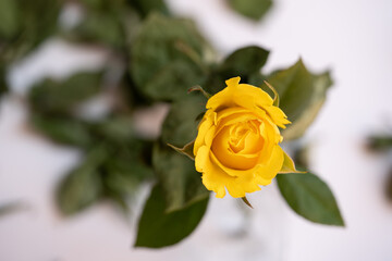 Rosa amarilla con hojas al rededor y fondo blanco