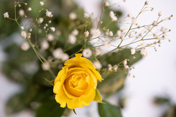 Rosa amarilla con hojas al rededor y flor nube decorativa