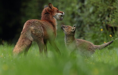 cub and vixen