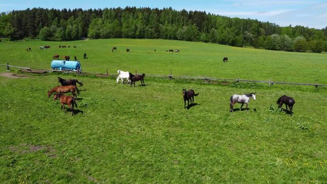 Aerial view of beutiful horses on a farm on a bring green meadow. Brown and black horses walking on a meadow. Drone film of horses. 