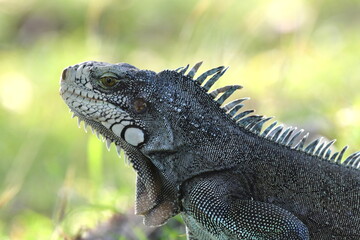 wild iguanas of the Guadeloupe islands