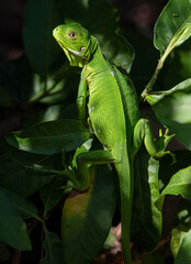 wild iguanas of the Guadeloupe islands