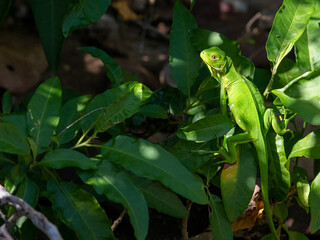 wild iguanas of the Guadeloupe islands