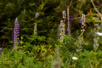 Lupine wildflower in Minnesota forest