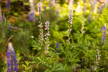 Lupine wildflower in Minnesota forest