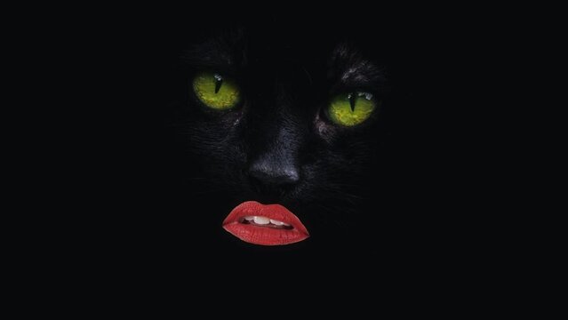 Cat Talking Mouth Funny Lips Zoom In Animal Face. Black cat with funny mouth with red lipstick talking on a dark background, zoom in