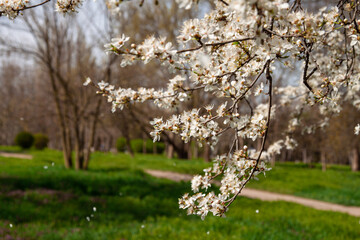 Fototapeta premium Selective focus of beautiful branches of pink Cherry blossoms on the tree under blue sky.