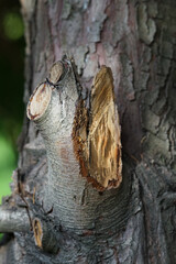 Rinde eines Baums in der Nahaufnahme