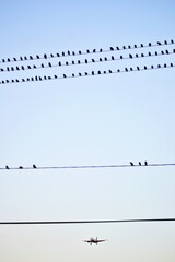 Vogelschwarm auf Telegrafenleitung