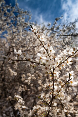 Selective focus of beautiful branches of pink Cherry blossoms on the tree under blue sky.