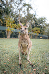 kangaroo in the park