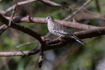 A Scaled Dove also know as Rolinha feeding on the lawn. Species Columbina squammata. bird lover. Birdwatching. Birding. Animal world.