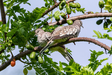 A couple of Scaled Dove also know as Rolinha feeding on the lawn. Species Columbina squammata. bird lover. Birdwatching. Birding. Animal world.